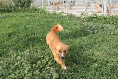 Paloma